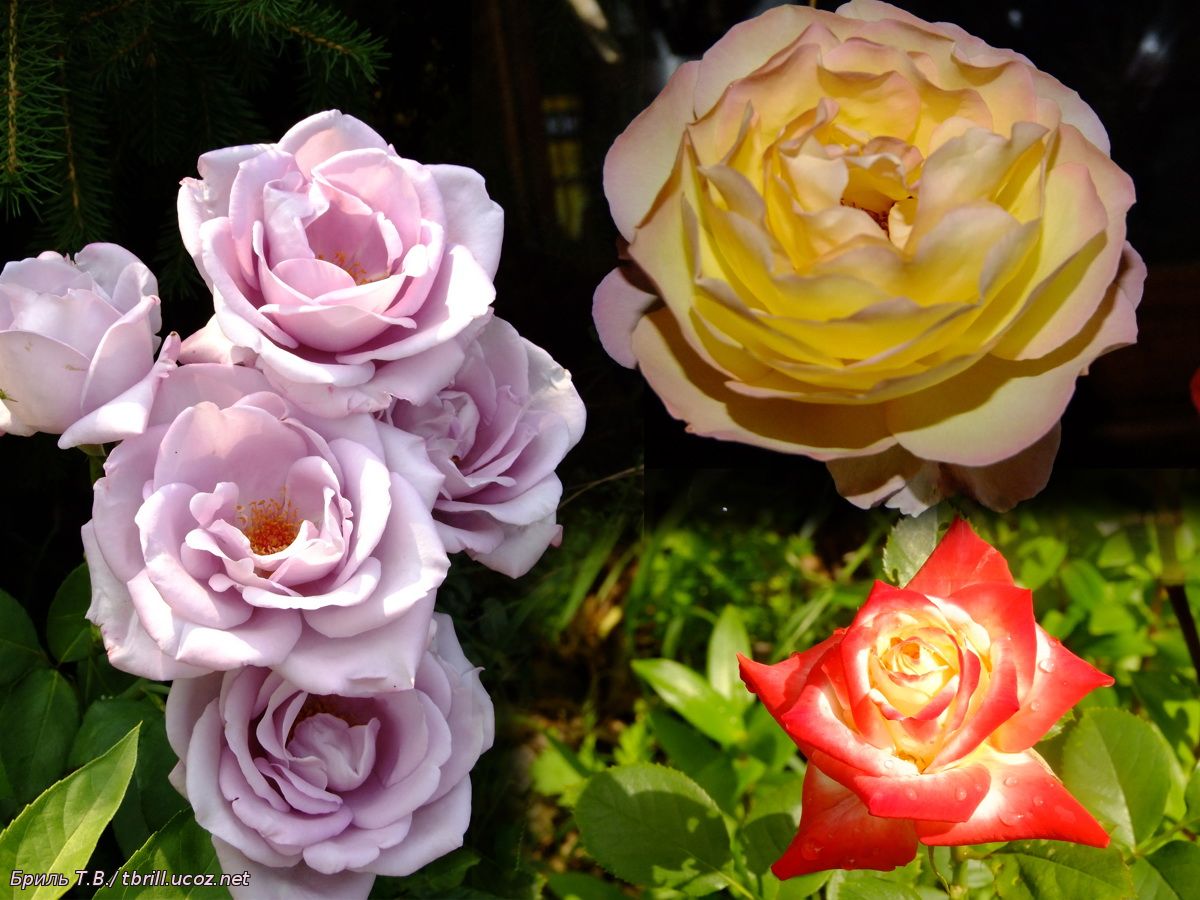 Чайногибридные розы